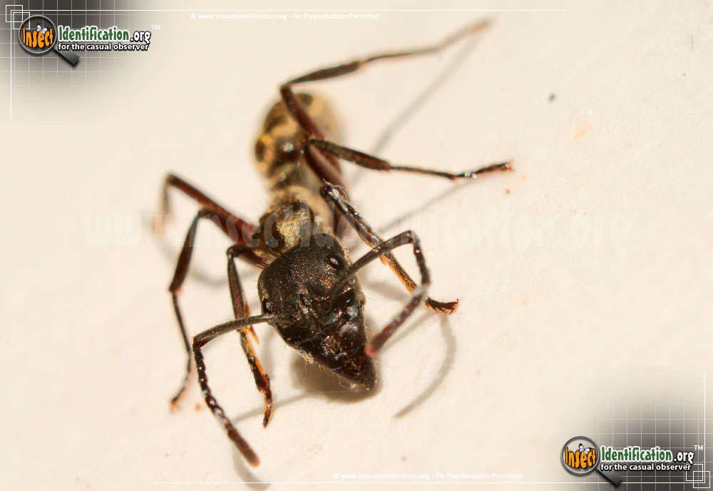 Full-sized image of the Hairy-Panther-Ant