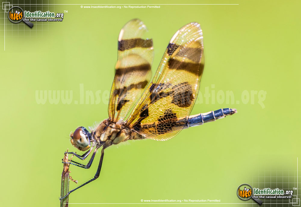 Full-sized image of the Halloween-Pennant