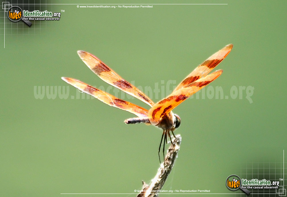 Full-sized image #3 of the Halloween-Pennant