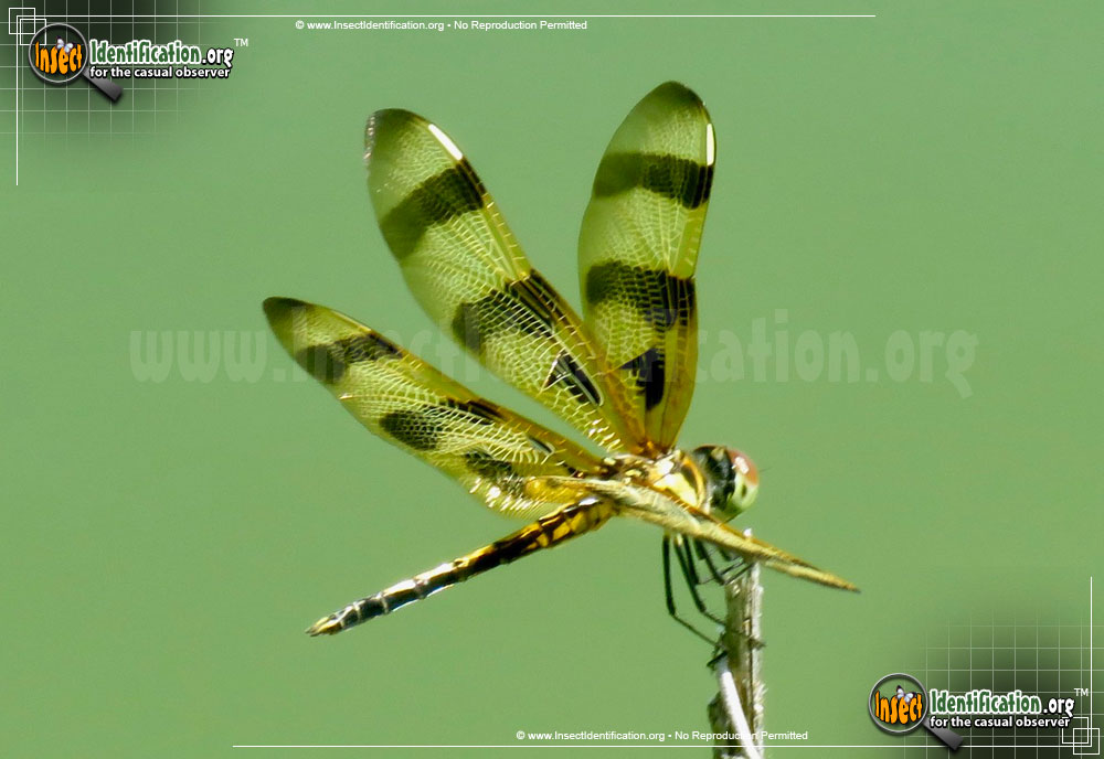 Full-sized image #2 of the Halloween-Pennant