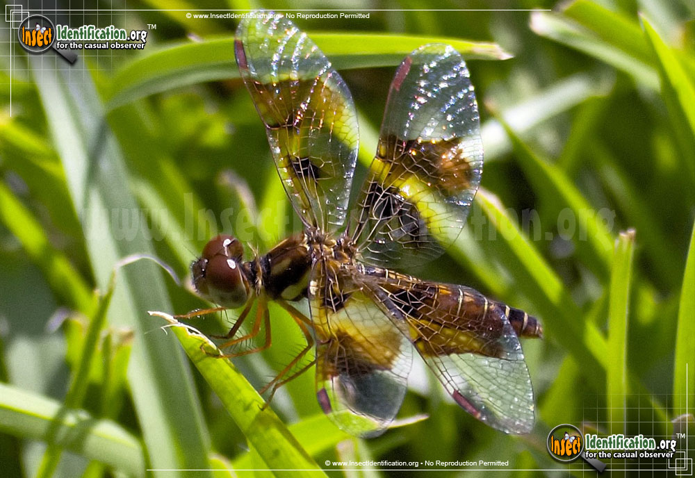 Full-sized image #4 of the Halloween-Pennant
