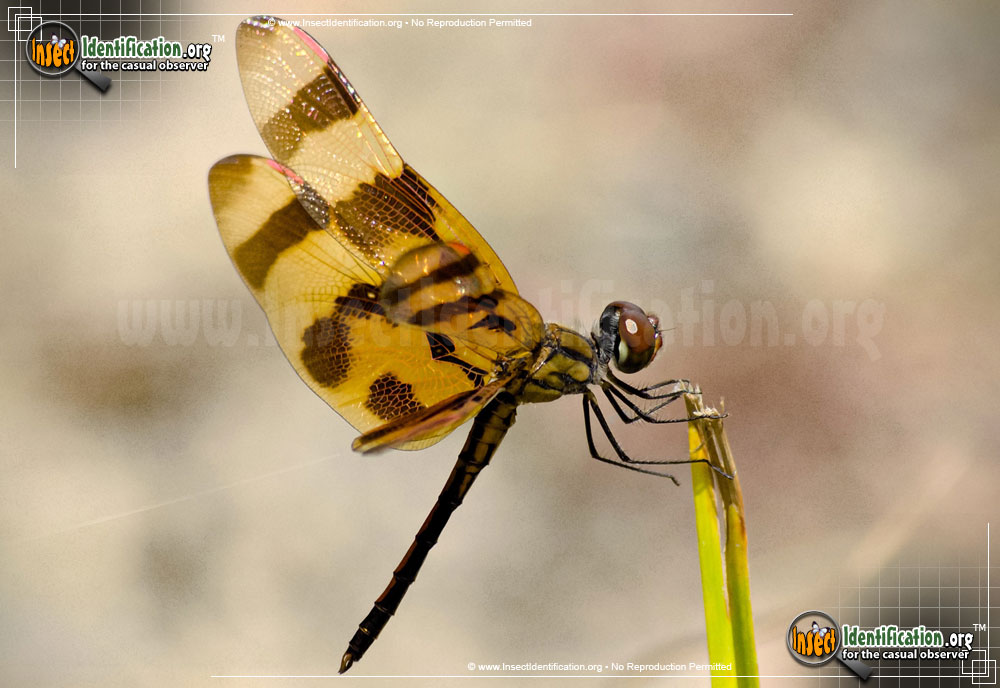 Full-sized image #2 of the Halloween-Pennant