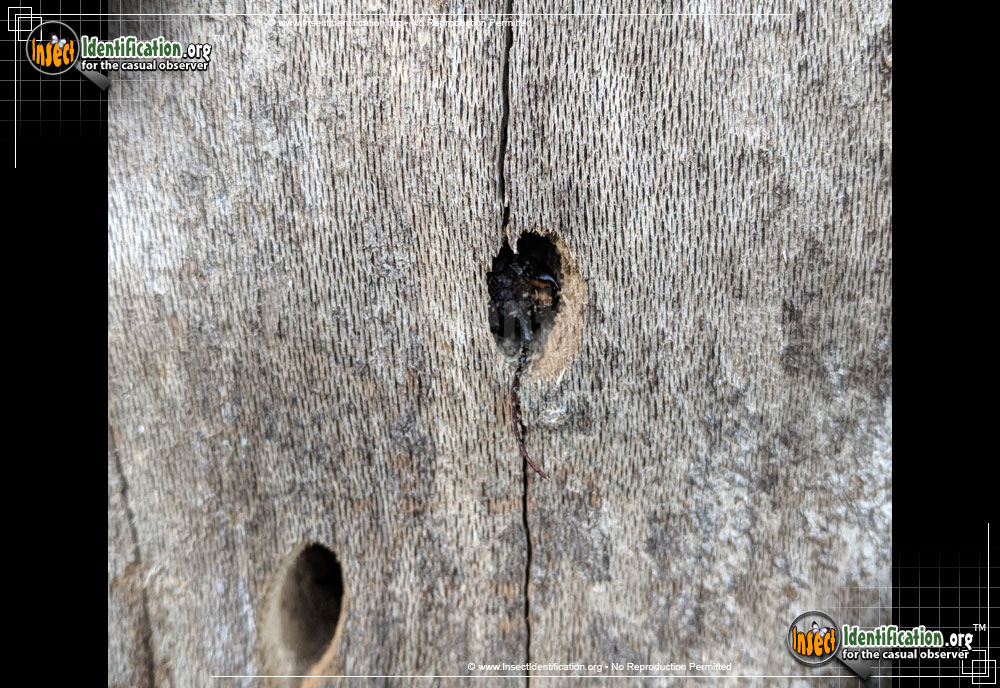 Full-sized image #5 of the Hardwood-Stump-Borer-Beetle