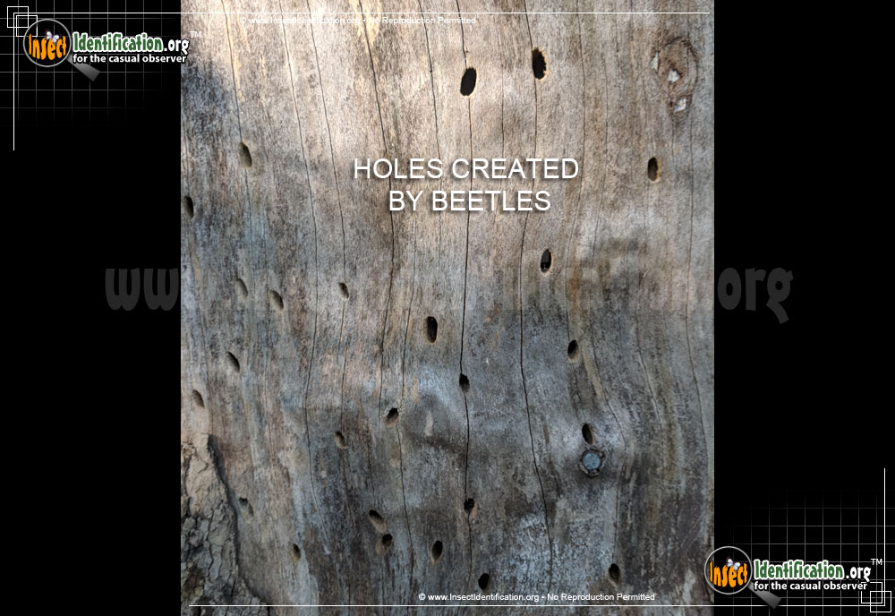 Full-sized image #6 of the Hardwood-Stump-Borer-Beetle