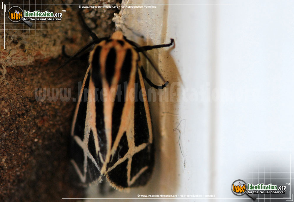 Full-sized image #3 of the Harnessed-Tiger-Moth