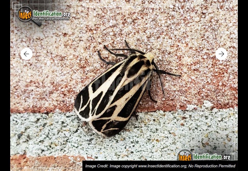 Full-sized image #5 of the Harnessed-Tiger-Moth