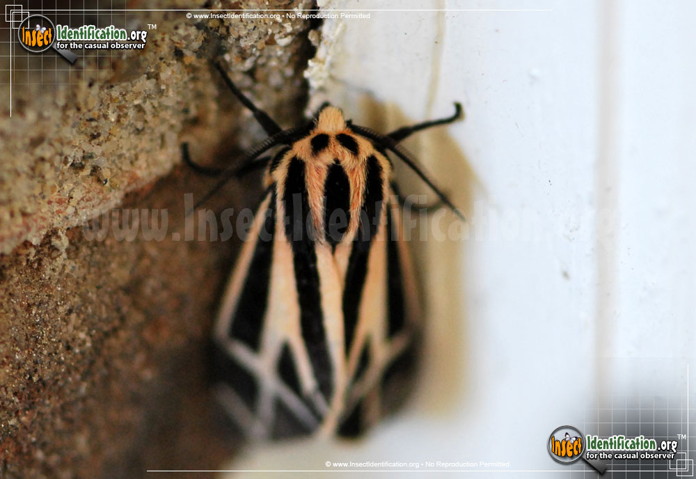 Full-sized image #2 of the Harnessed-Tiger-Moth