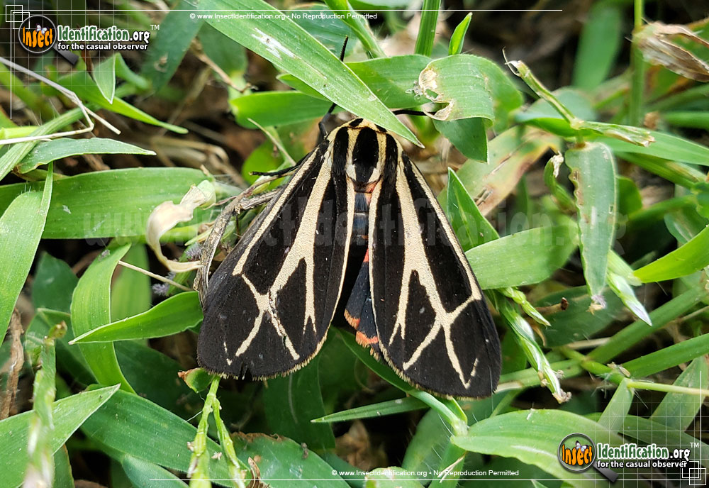 Full-sized image #4 of the Harnessed-Tiger-Moth