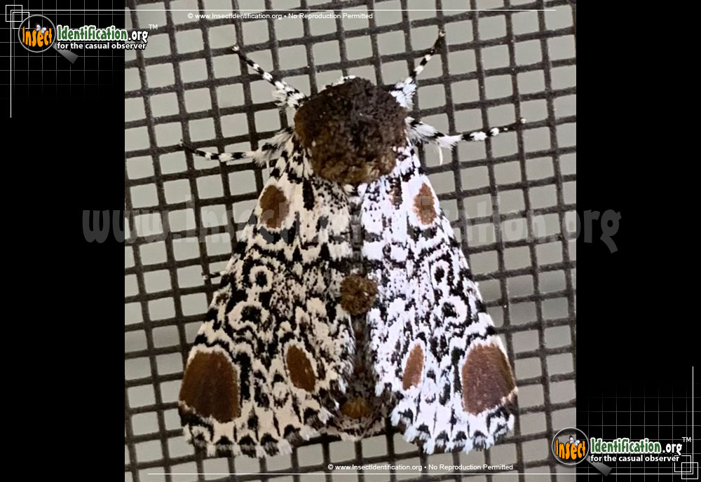 Full-sized image of the Harris-Three-Spot-Moth