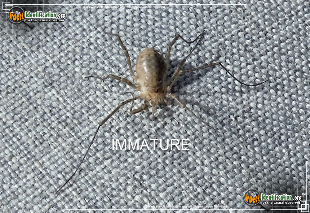 Harvestman