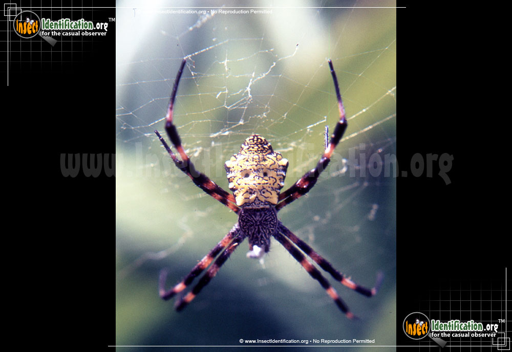 Full-sized image of the Hawaiian-Garden-Spider