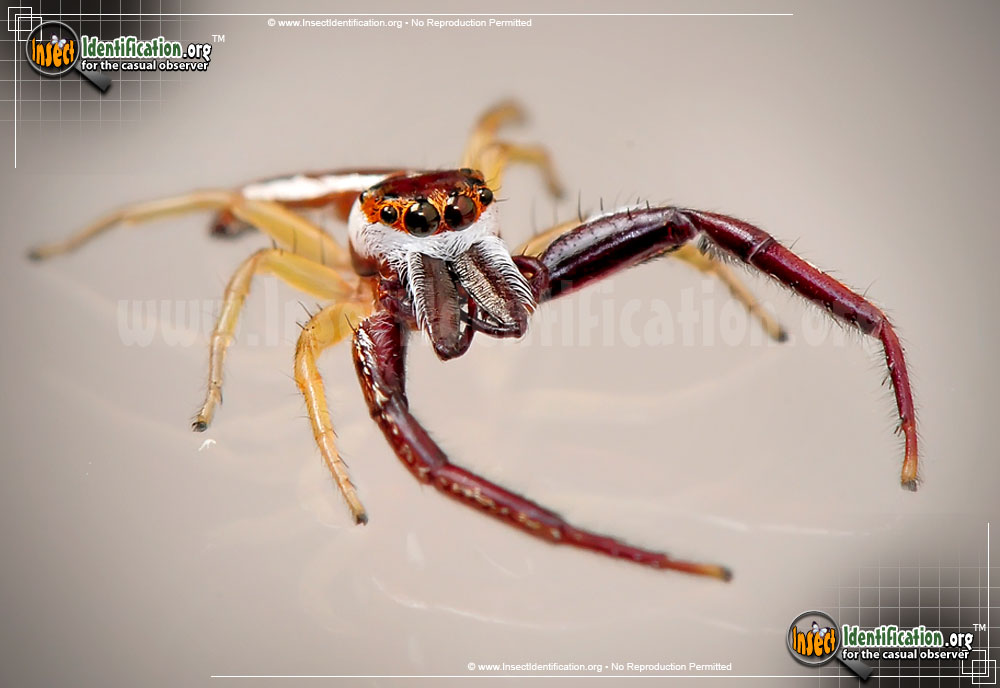 Full-sized image #4 of the Hentz-Jumping-Spider