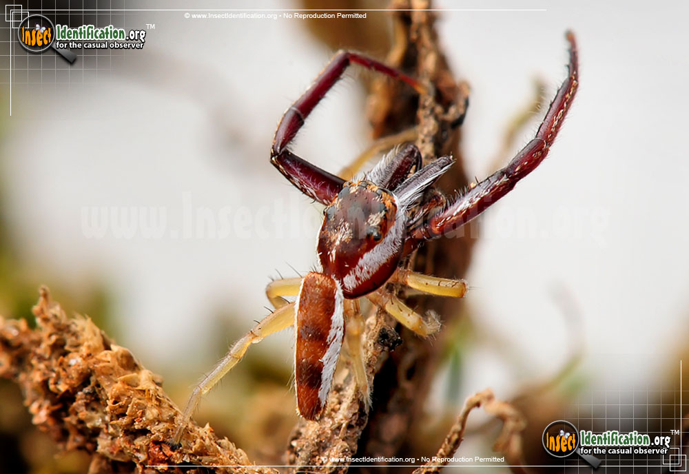 Full-sized image #5 of the Hentz-Jumping-Spider