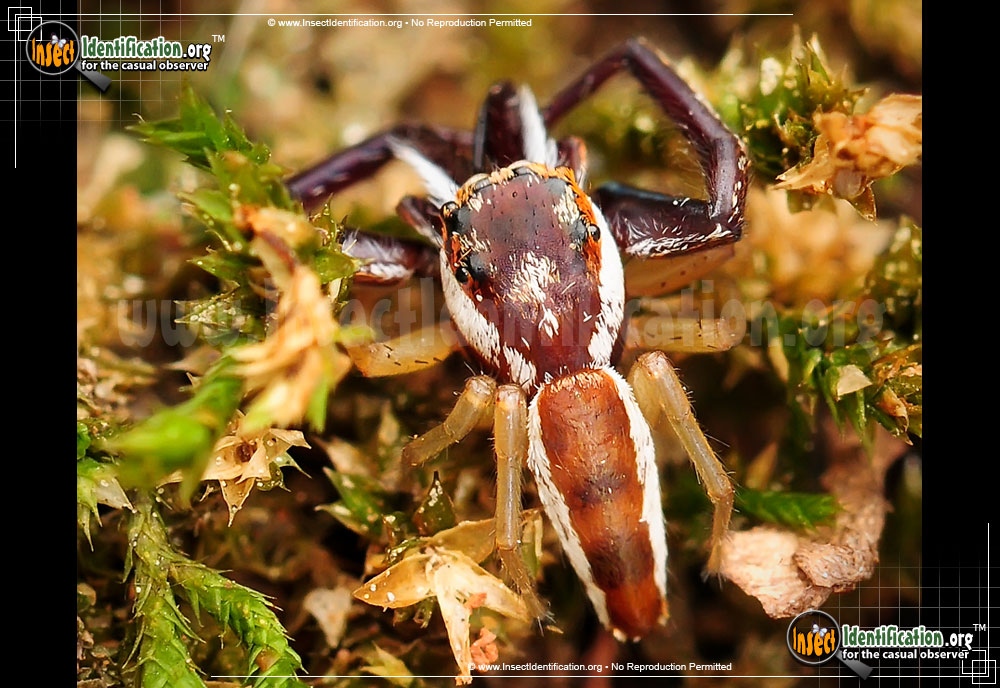 Full-sized image of the Hentz-Jumping-Spider