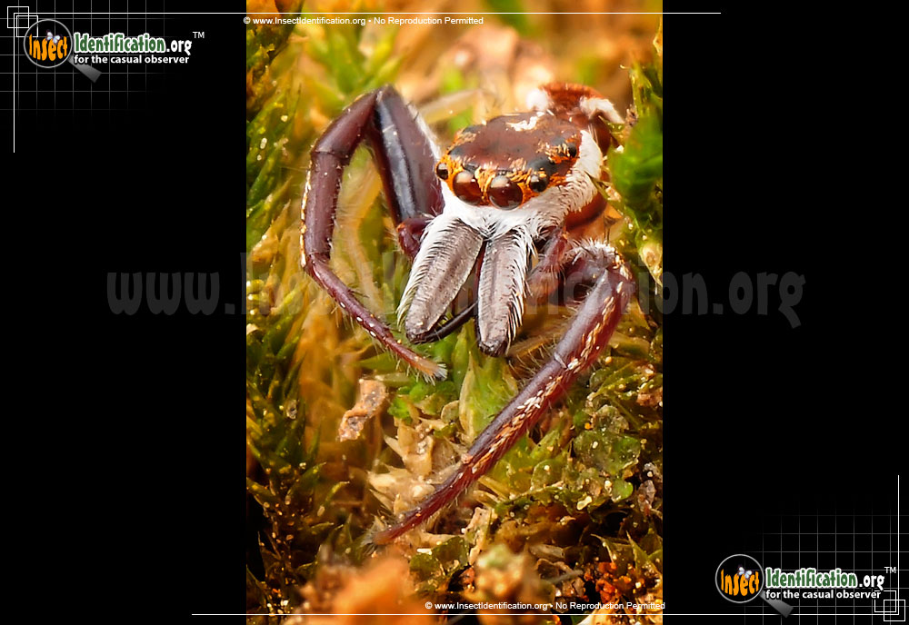 Full-sized image #2 of the Hentz-Jumping-Spider