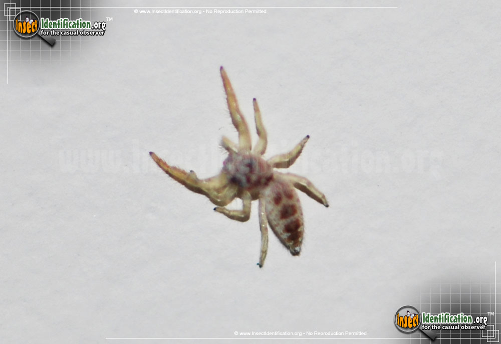 Full-sized image #3 of the Crowned-Hentzia-Jumping-Spider