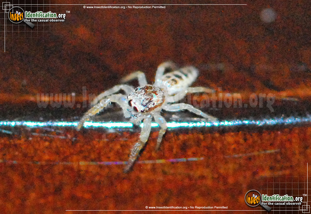 Full-sized image #4 of the Crowned-Hentzia-Jumping-Spider