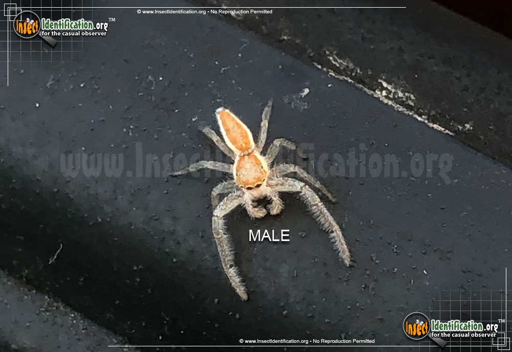 Full-sized image of the Crowned-Hentzia-Jumping-Spider