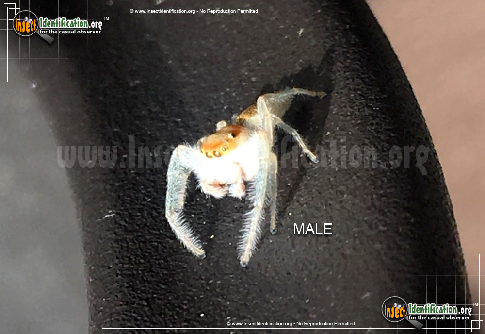 Full-sized image #5 of the Crowned-Hentzia-Jumping-Spider
