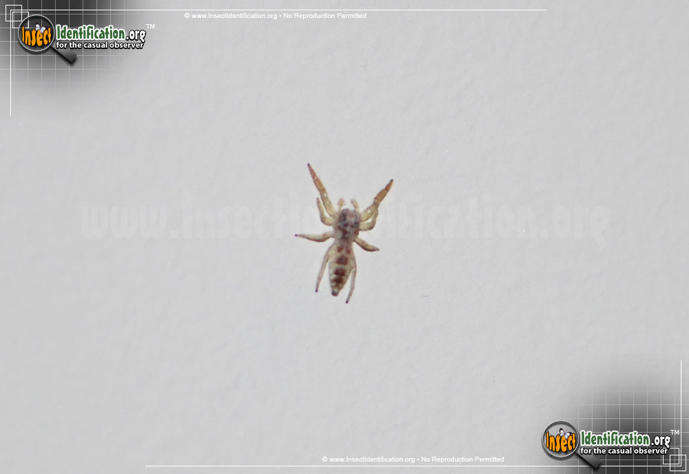 Full-sized image #2 of the Crowned-Hentzia-Jumping-Spider