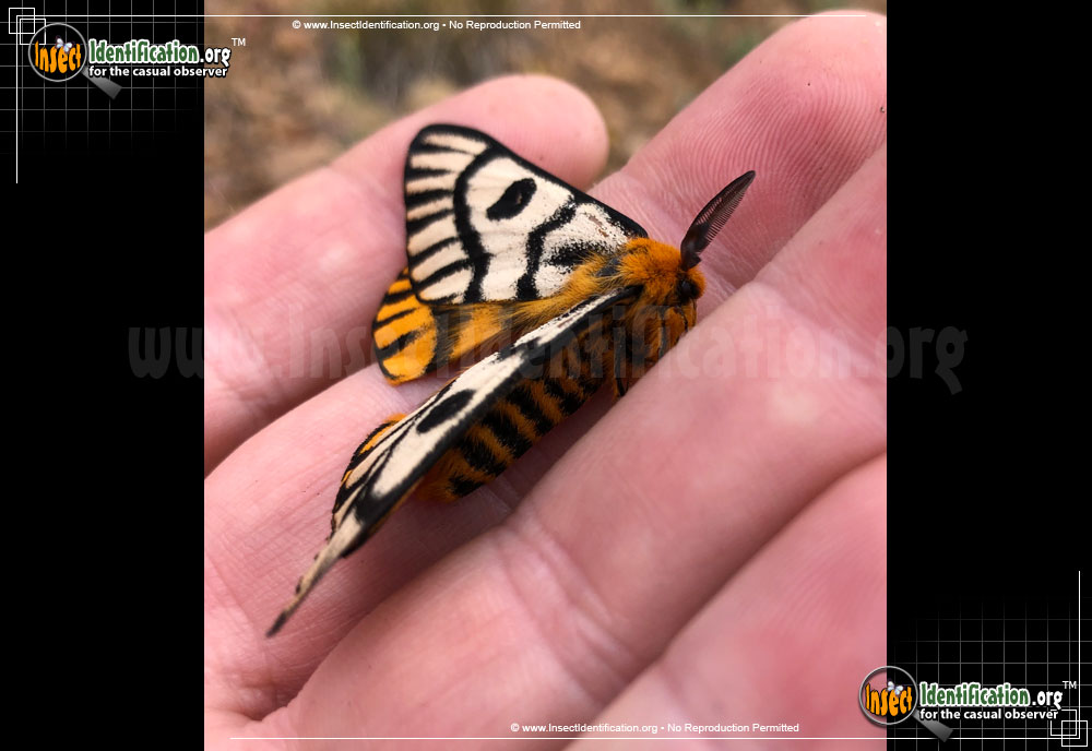 Full-sized image of the Hera-Buck-Moth