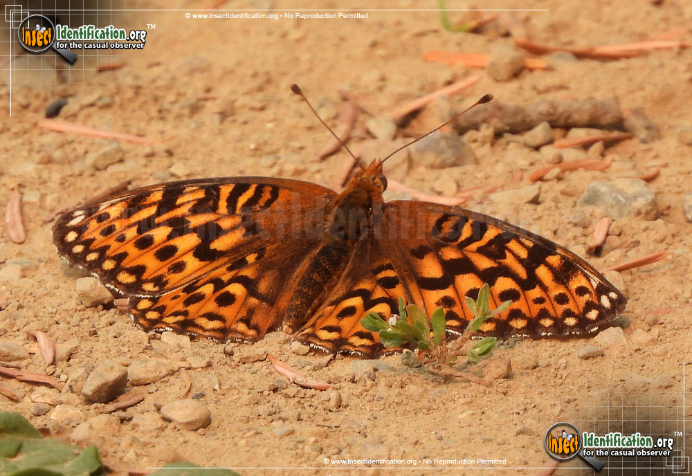 Full-sized image of the Hesperis-Fritillary-Butterfly