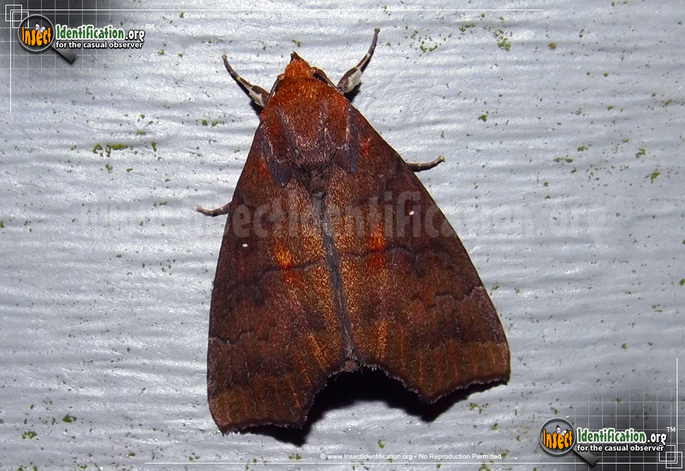 Full-sized image of the Hibiscus-Leaf-Moth