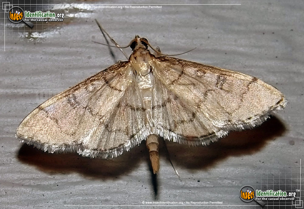 Full-sized image of the Hollow-Spotted-Blepharomastix-Moth