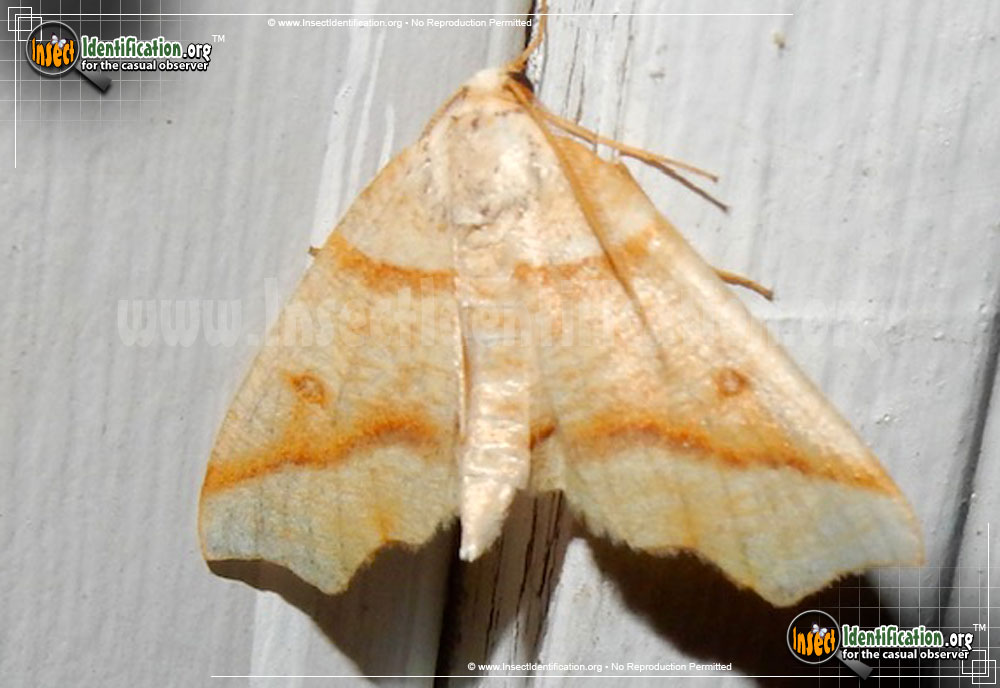 Full-sized image of the Hollow-spotted-Plagodis-Moth
