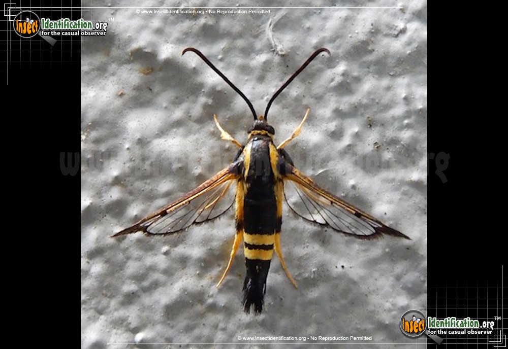 Full-sized image #2 of the Holly-Borer-Moth