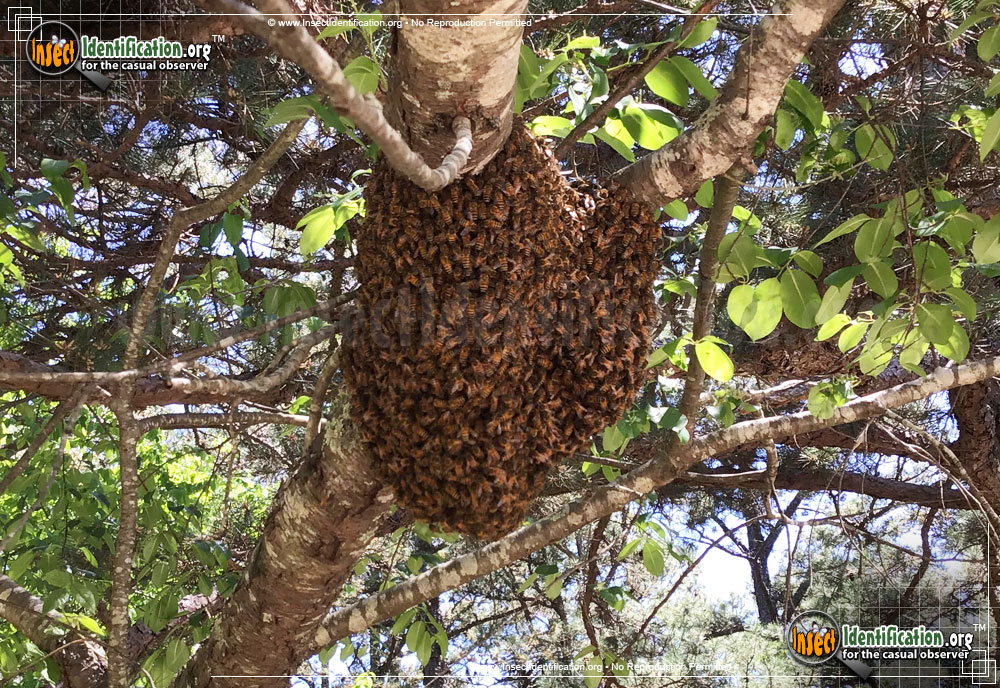 Full-sized image #13 of the Honey-Bee