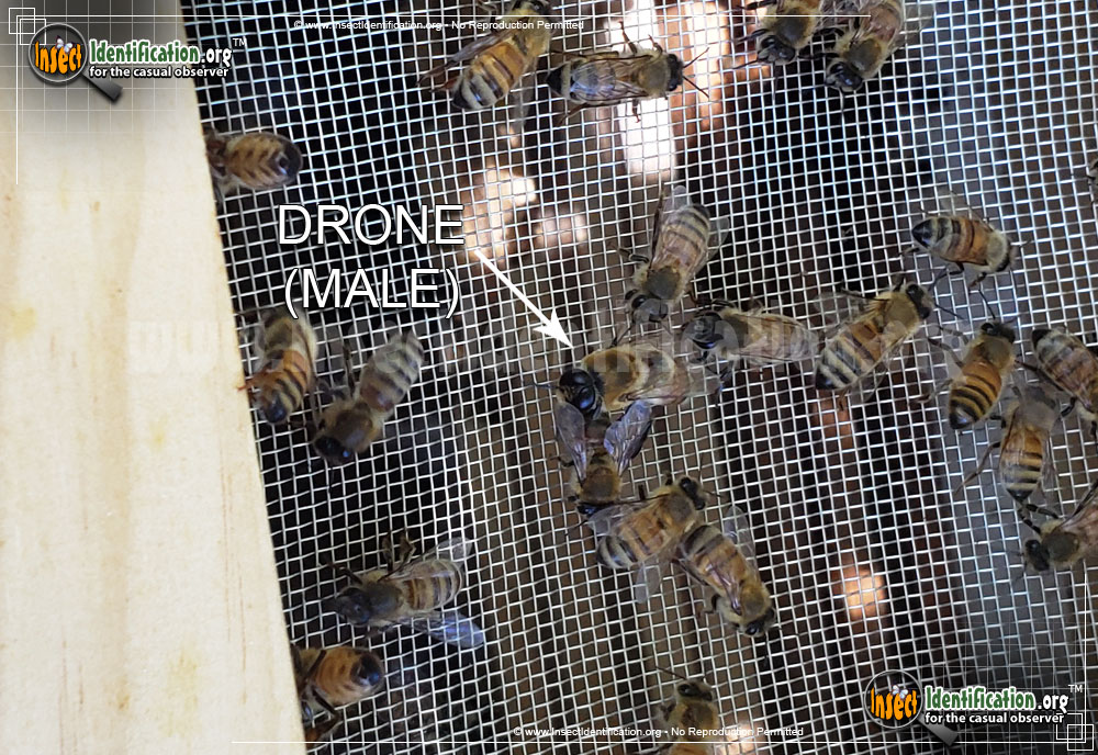 Full-sized image #4 of the Honey-Bee
