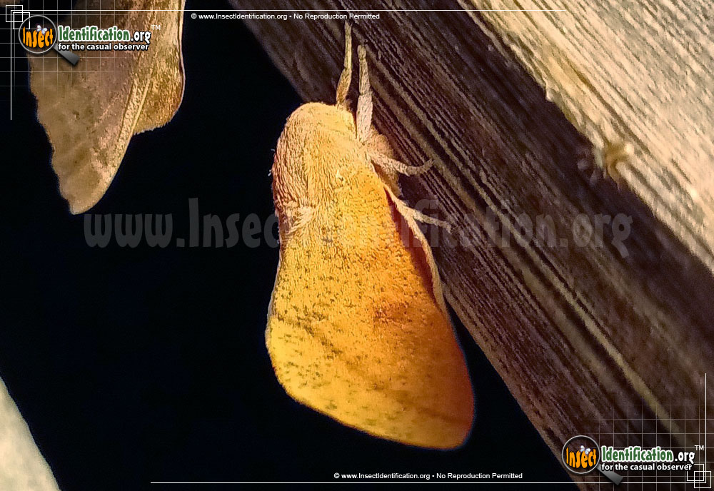 Full-sized image #3 of the Honey-Locust-Moth