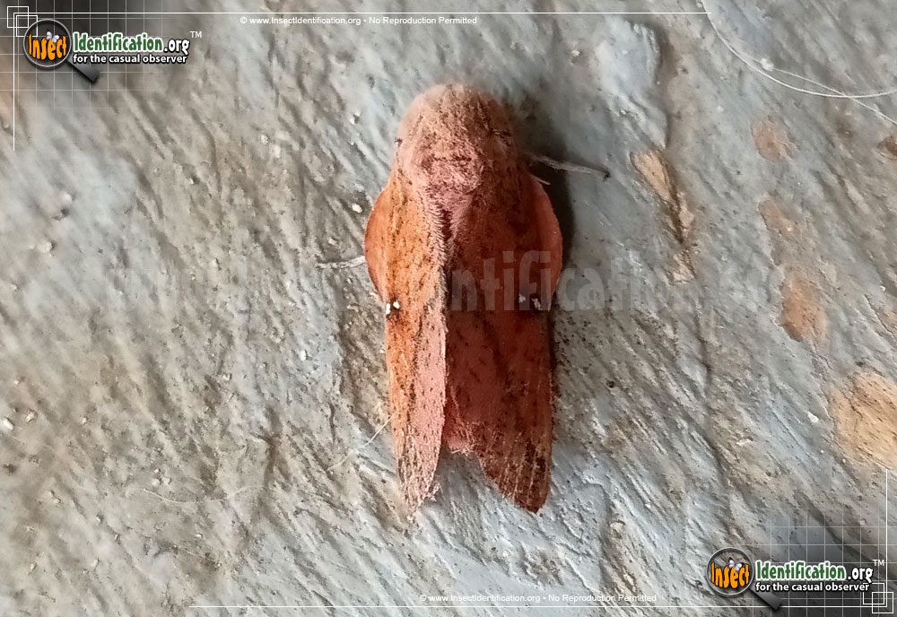 Full-sized image of the Honey-Locust-Moth