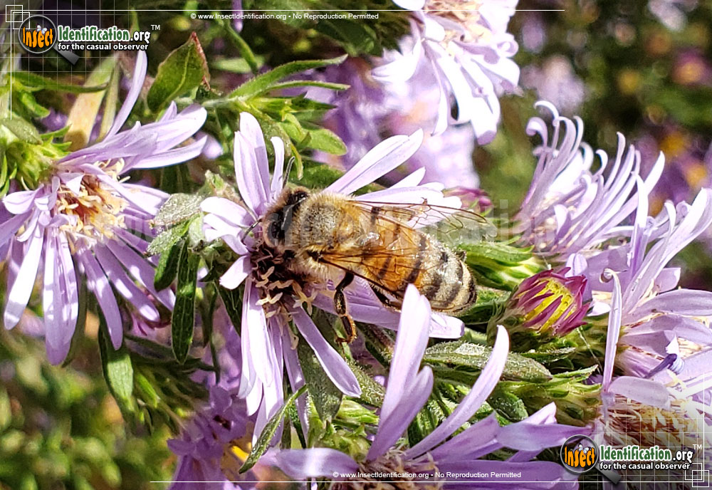 Full-sized image #14 of the Honey-Bee