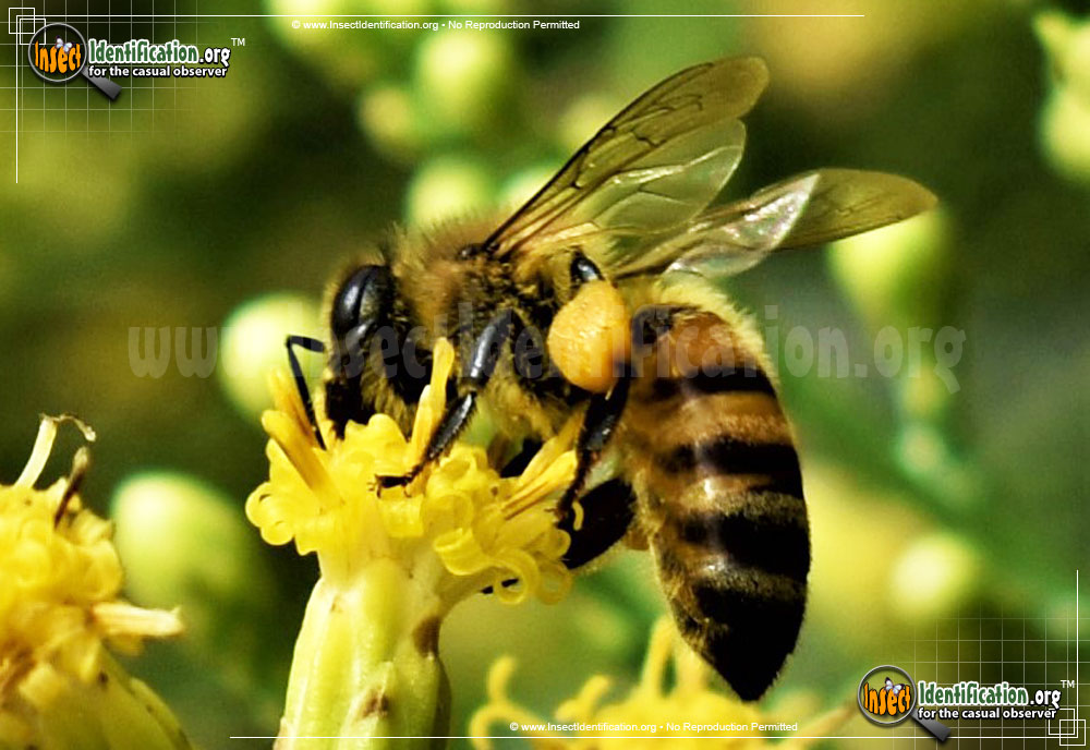 Full-sized image #12 of the Honey-Bee