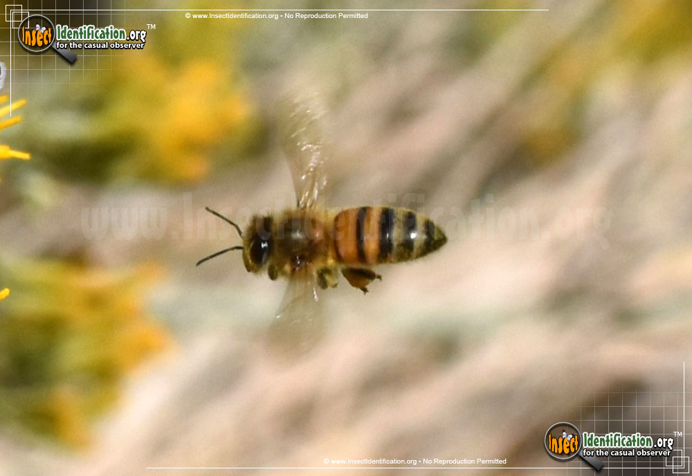 Full-sized image #15 of the Honey-Bee