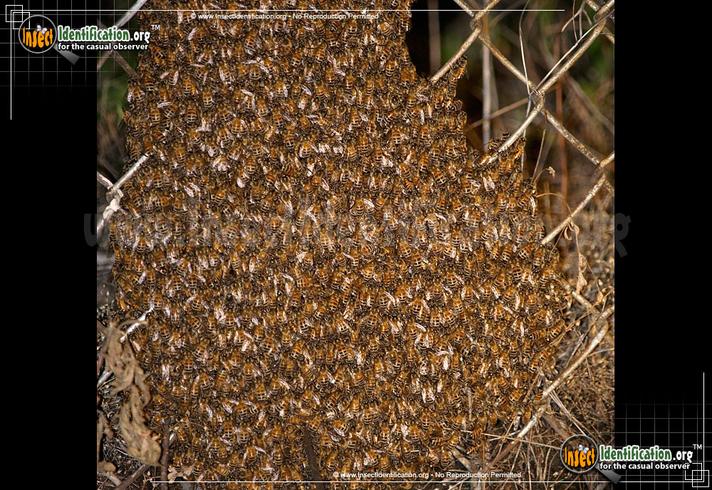 Full-sized image #5 of the Honey-Bee