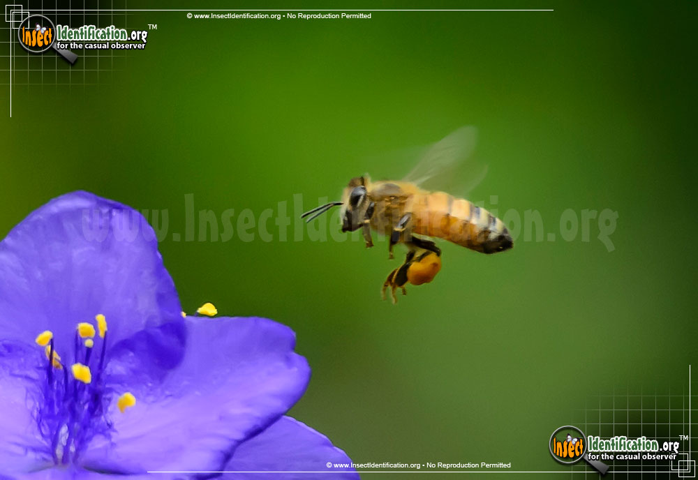 Full-sized image #7 of the Honey-Bee
