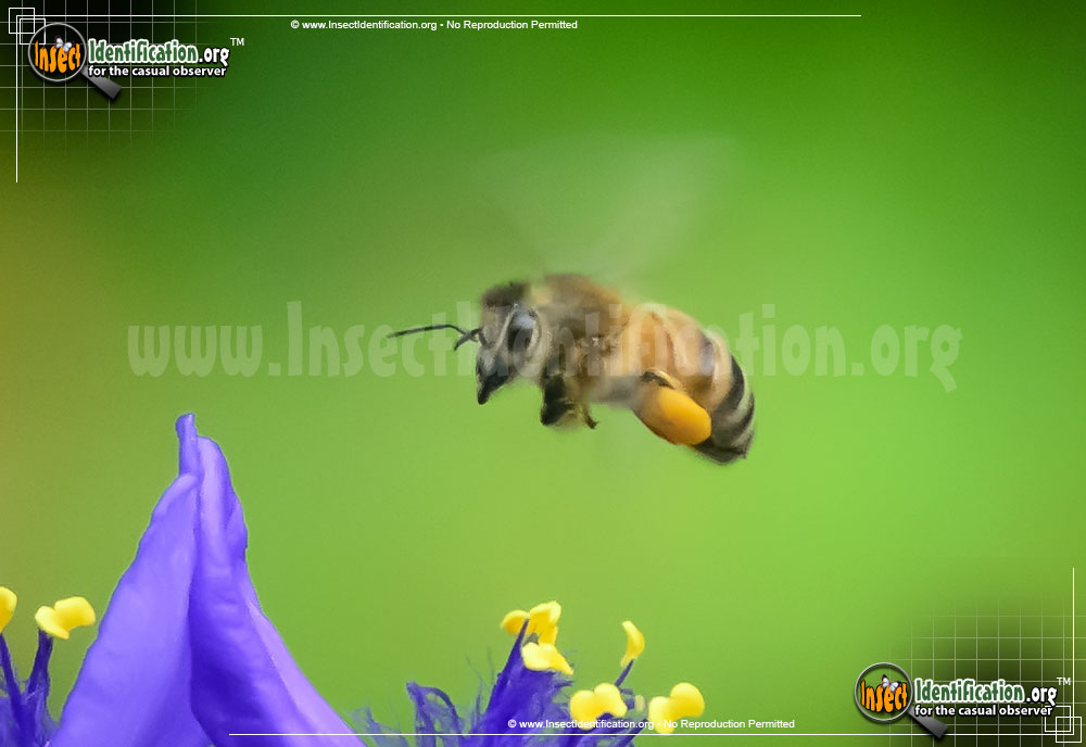 Full-sized image #8 of the Honey-Bee