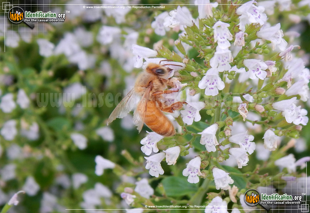 Full-sized image #10 of the Honey-Bee