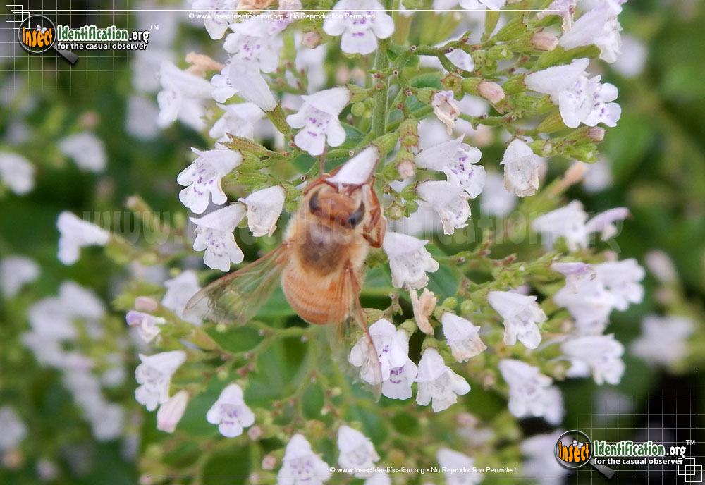 Full-sized image #9 of the Honey-Bee