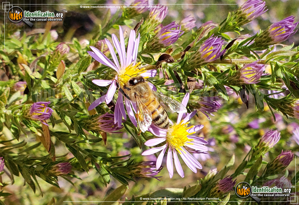 Full-sized image #6 of the Honey-Bee