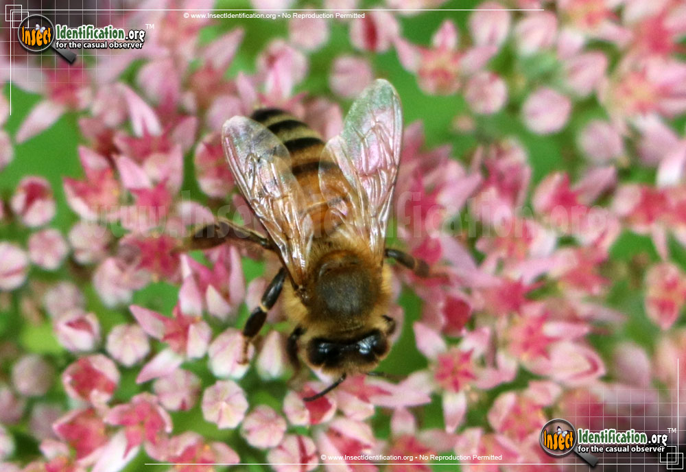 Full-sized image #2 of the Honey-Bee