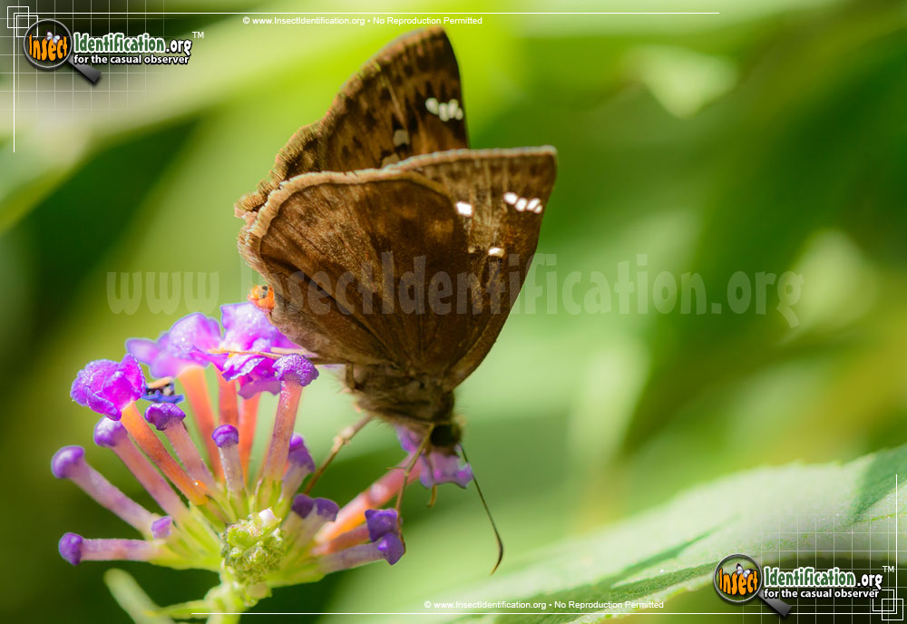 Full-sized image of the Horaces-Duskywing-Butterfly