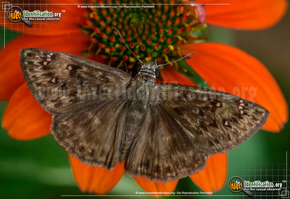 Full-sized image #3 of the Horaces-Duskywing-Butterfly