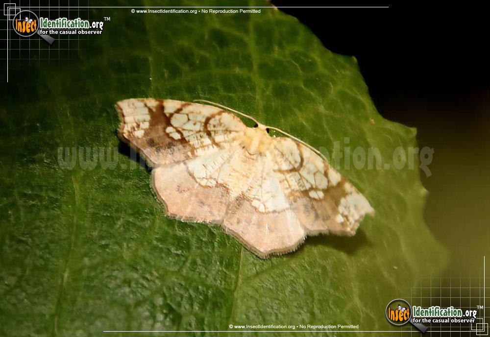 Full-sized image of the Horned-Spanworm-Moth