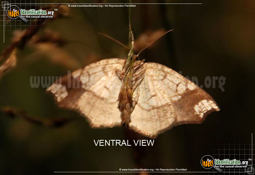 Full-sized image #3 of the Horned-Spanworm-Moth
