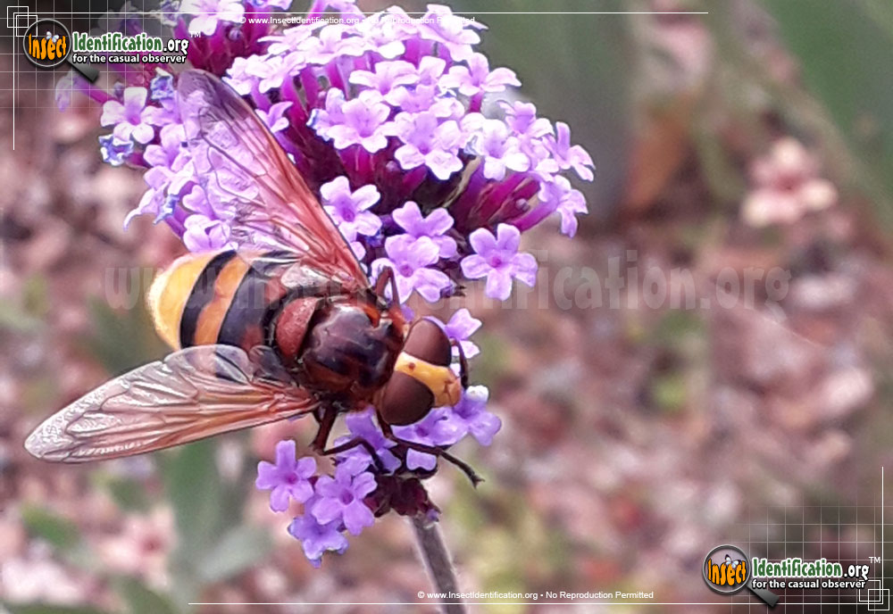 Full-sized image of the Hornet-Mimic-Hover-Fly