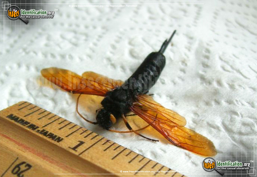 Full-sized image #3 of the Horntail-Wasp